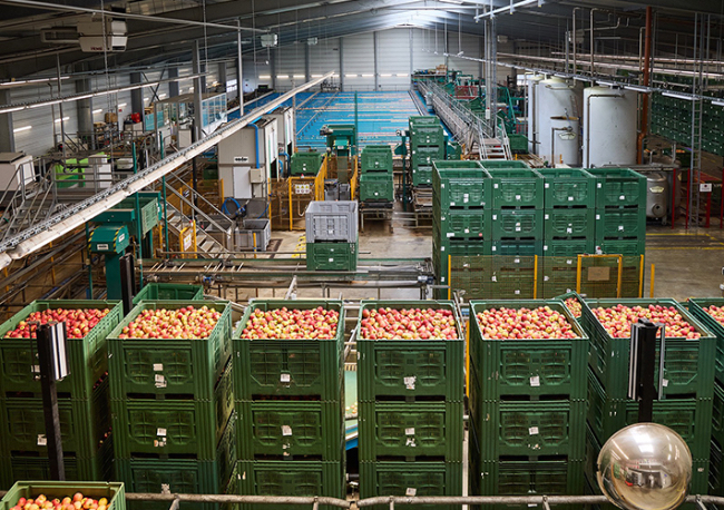 Foto Informe de aplicación. Cuando las manzanas se van a nadar.