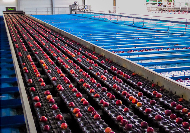 Foto Informe de aplicación. Cuando las manzanas se van a nadar.