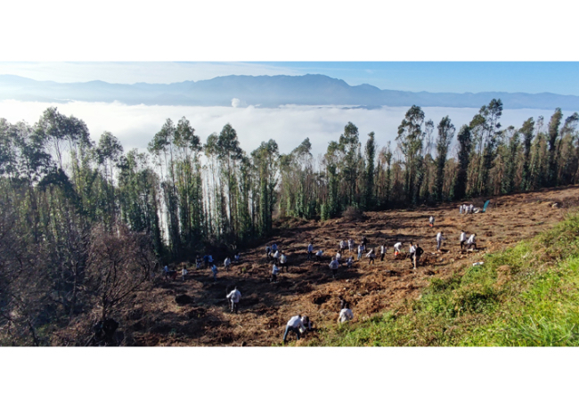 Foto TK Airport Solutions reforesta parte del monte Naranco en Oviedo.