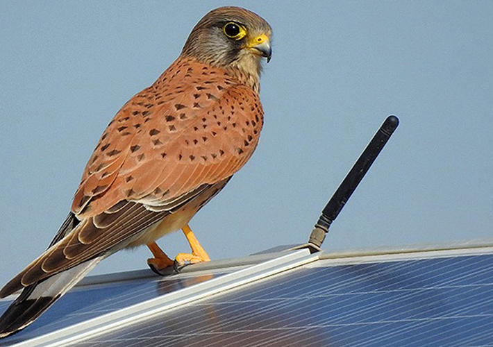 foto Endesa aprueba su Plan de Sostenibilidad 2026-2028 con medidas para alinear inversión y crecimiento sostenible.