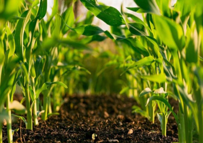 Foto Plain Concepts implementa la sensorización en el campo para una agricultura de precisión.