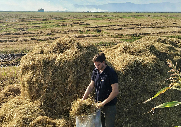 Foto AIMPLAS dará una segunda vida a residuos vegetales en forma de adhesivos y envases a través de técnicas mecanoquímicas limpias sin disolventes.