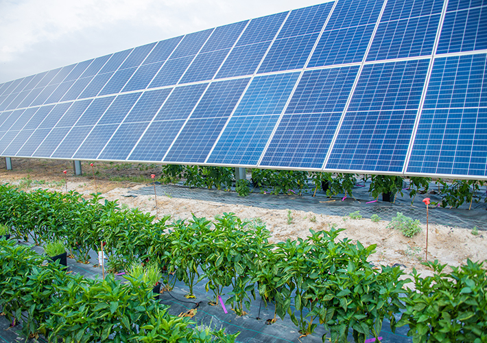 Foto LA ENERGÍA SOLAR IMPARABLE, ENDESA ALCANZA EN JULIO EL PRIMER TERAVATIO HORA DE PRODUCCIÓN SOLAR EN ESPAÑA