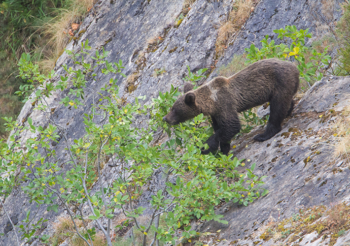 foto noticia SE PLANTAN 1.200 ÁRBOLES FRUTALES EN EL PALLARS SOBIRÀ PARA MEJORAR EL HÁBITAT DEL OSO PARDO