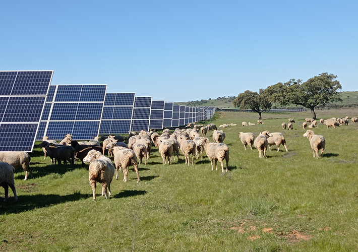 Foto Las plantas solares, espacios naturales convertidos en oasis para la protección y recuperación de la flora y la fauna.