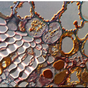 Imagen Sistemas de imagen para Microscopía Photon Lines